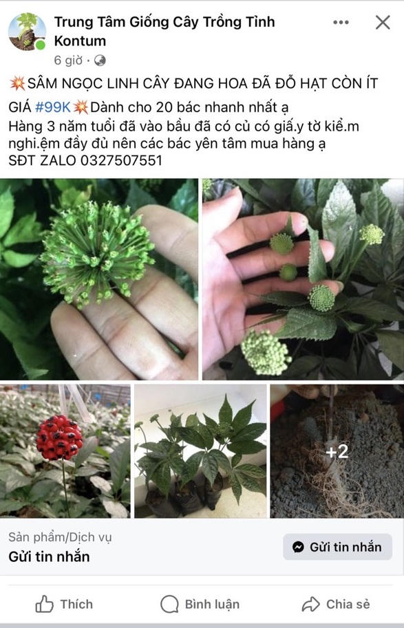 Tiêu hủy gần 150 cây giống sâm Ngọc Linh giả được bán trên Facebook