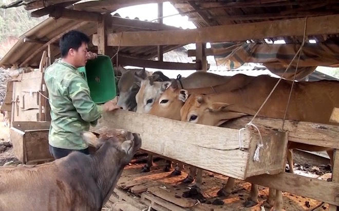 Vùng cao Mù Cang Chải 'choàng áo mới' nhờ nguồn vốn tín dụng chính sách