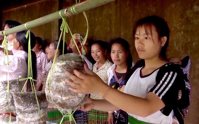 Vùng cao Mù Cang Chải 'choàng áo mới' nhờ nguồn vốn tín dụng chính sách