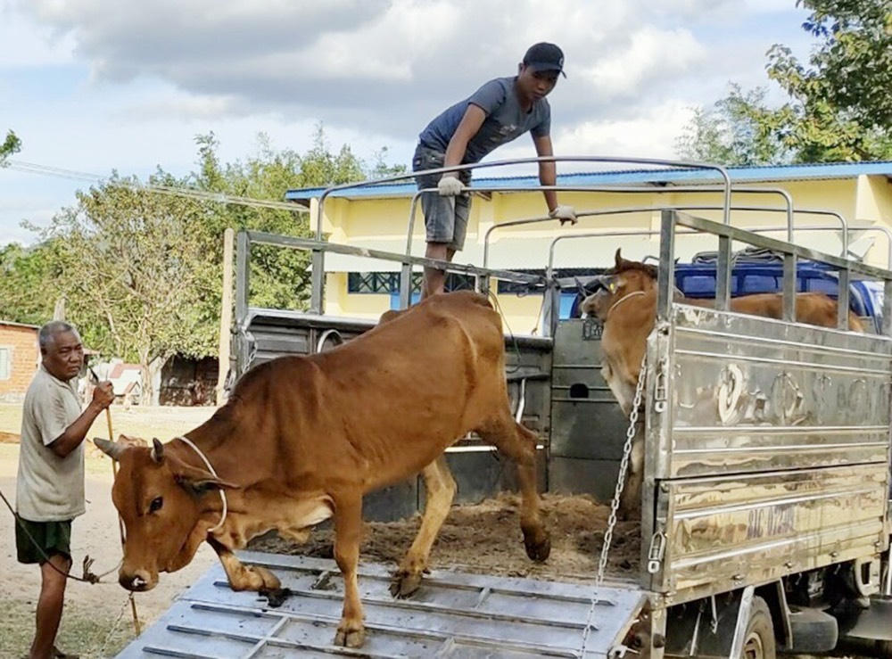 Nguồn vốn tín dụng 'đánh thức' vùng đất Chư Sê