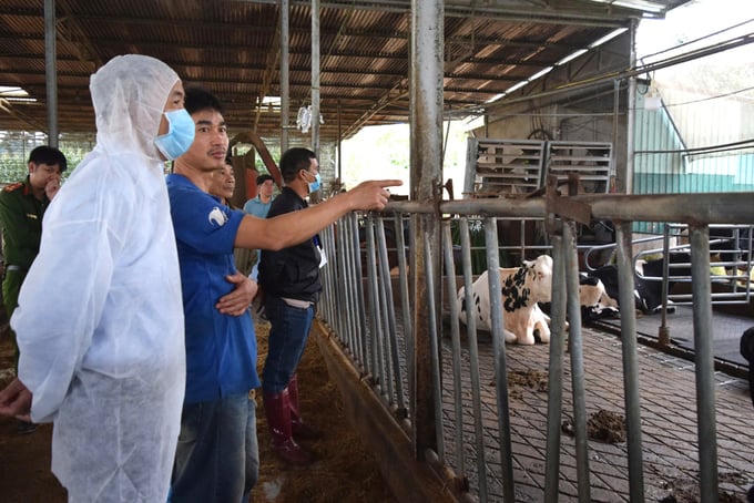 Sự việc bò sữa chết tại Lâm Đồng: Phác đồ điều trị chung bước đầu có kết quả tích cực