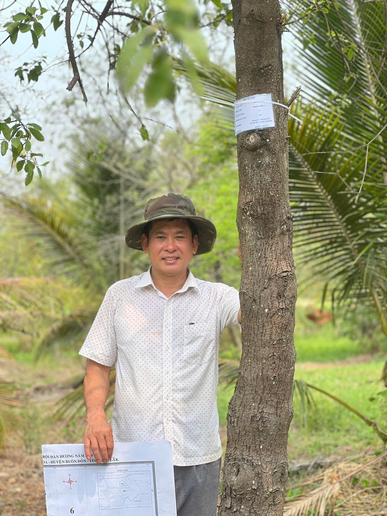 Công nhận cây đầu dòng, vườn cây đầu dòng với đàn hương trắng Ấn Độ: Cơ sở pháp lý đã tương đối đầy đủ