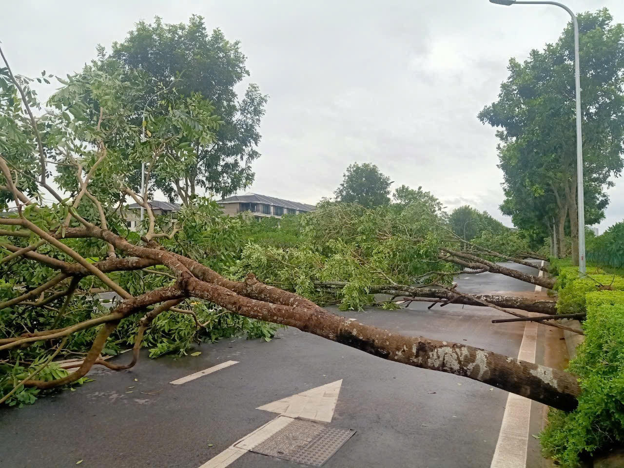 Đường phố Hà Nội tan hoang sau khi siêu bão Yagi đi qua