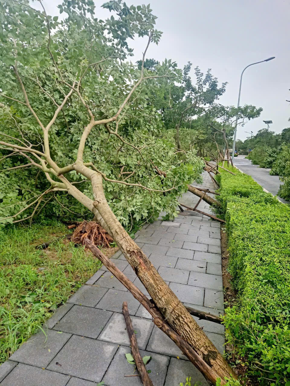 Đường phố Hà Nội tan hoang sau khi siêu bão Yagi đi qua