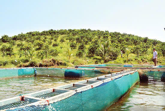 Dấu ấn tín dụng chính sách tại huyện miền núi Cẩm Khê