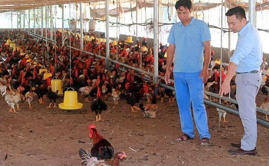 Dấu ấn tín dụng chính sách tại huyện miền núi Cẩm Khê