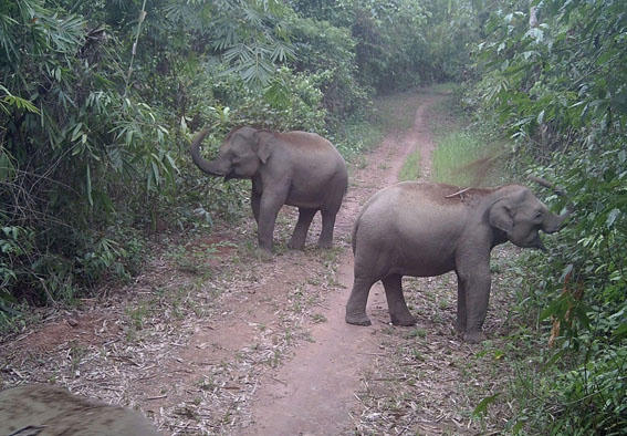 Kế hoạch hành động quốc gia bảo tồn voi đến năm 2035: Bảo đảm tương lai cho 'người bạn rừng xanh'
