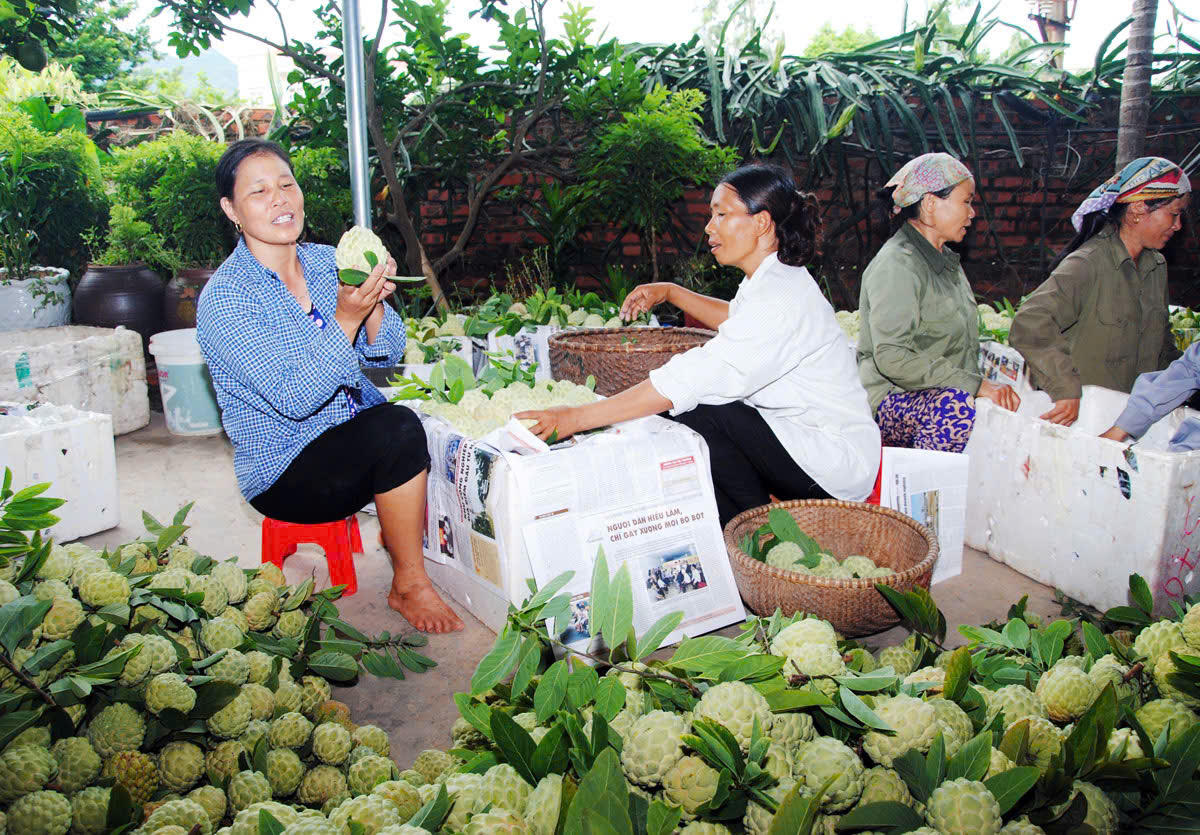 Tín dụng chính sách - 'Bệ phóng' phát triển KT-XH bền vững vùng trung du Bắc Giang