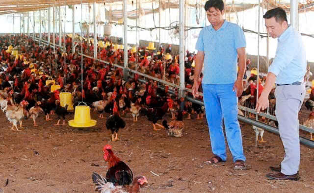 Tín dụng chính sách tạo 'động lực' giảm nghèo bền vững trên vùng trung du Phú Thọ