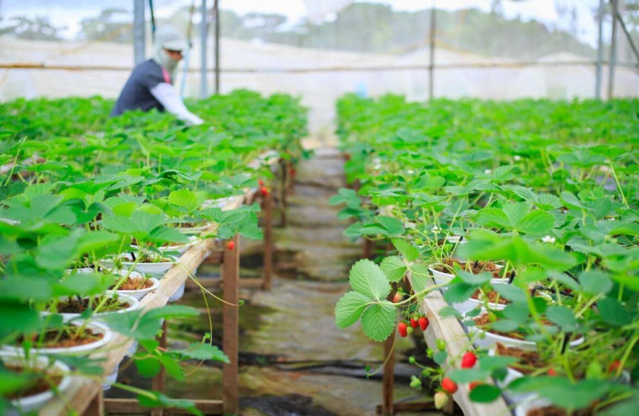 Mùa vàng ngành Nông nghiệp