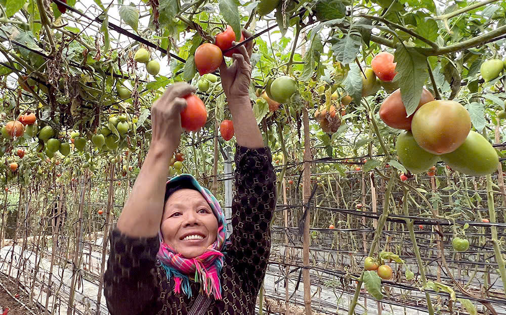 Tín dụng chính sách - 'đòn bẩy' giúp đồng bào dân tộc Yên Bái thoát nghèo