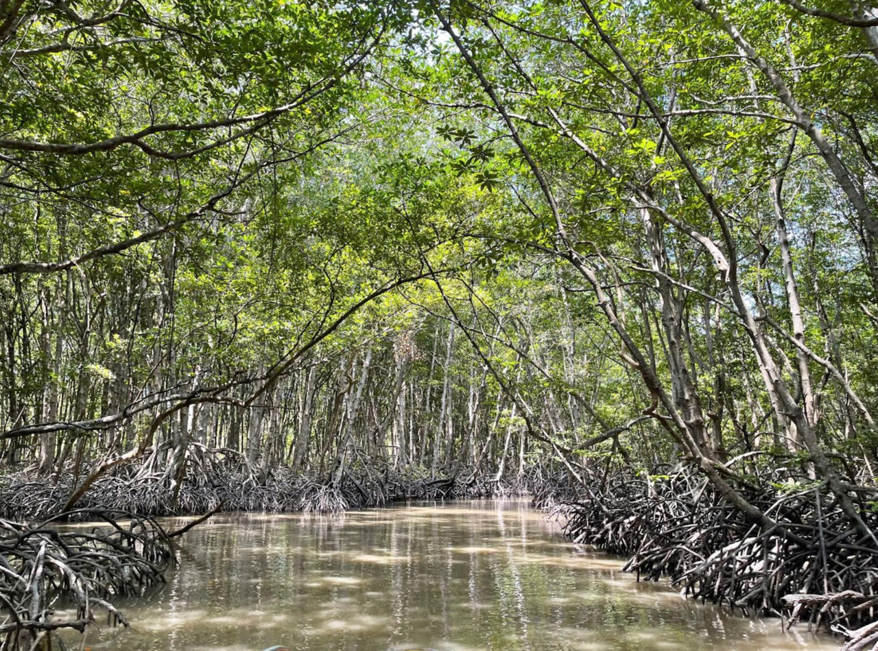 Về Rừng Sác, nghe chuyện đặc công Đoàn 10 đánh giặc