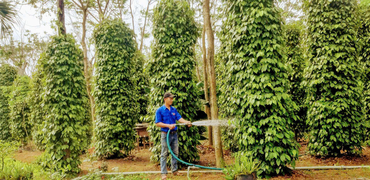 'Cú hích' xóa nghèo từ vốn vay ưu đãi ở Hoài Nhơn