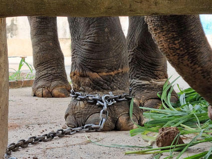Du lịch thân thiện với voi: Hướng đi nhân văn để bảo vệ loài voi