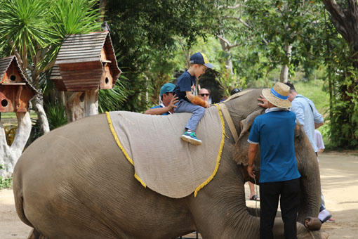 Du lịch thân thiện với voi: Hướng đi nhân văn để bảo vệ loài voi