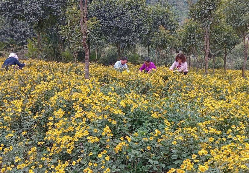 Dòng chảy tín dụng chính sách giữa vùng đồng bằng Sông Hồng Hà Nam