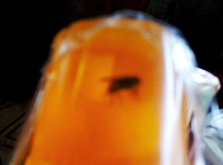 Đề nghị thu hồi thạch rau câu Ba Miền có ruồi