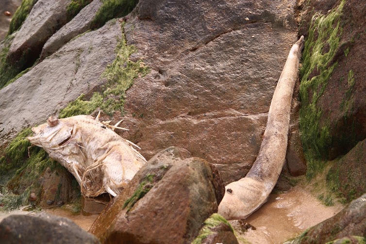 Nguyên nhân cá biển chết bất thường có trong tuần tới?