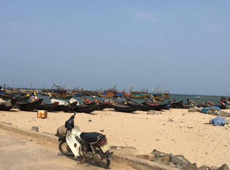 Đặc sản mực nhảy Vũng Áng “chết yểu”, tiểu thương 'kêu trời'