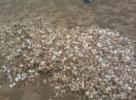 Hà Tĩnh: Sau cá chết đến lượt ngao chết bất thường