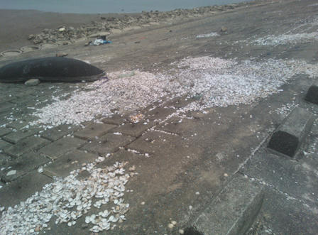 Hà Tĩnh: Sau cá chết đến lượt ngao chết bất thường