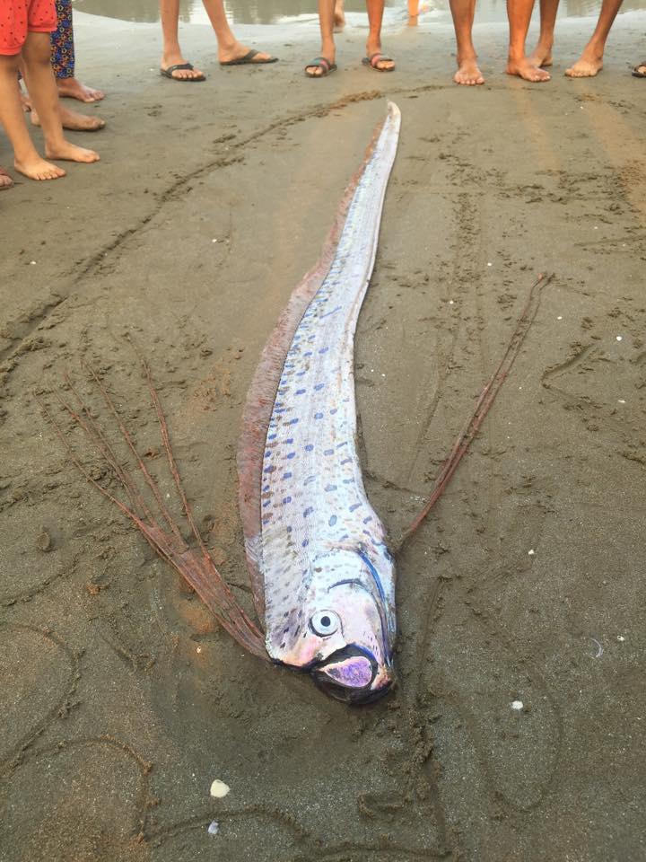 Cá lạ chết trôi dạt vào bờ biển Hà Tĩnh