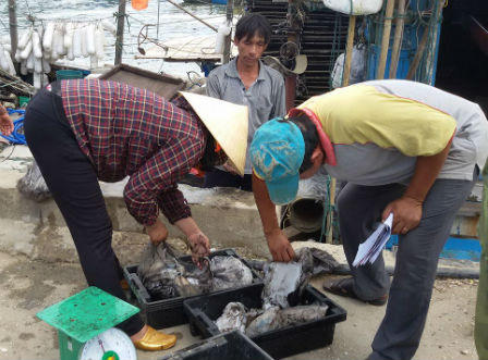 Hỗ trợ ngư dân Hà Tĩnh bị ảnh hưởng cá biển chết