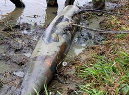 Bộ đội Hà Tĩnh trục vớt, xử lý quả bom nặng 2,3 tạ