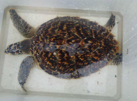 Chủ nhà hàng trả cá đồi mồi quý hiếm về với tự nhiên