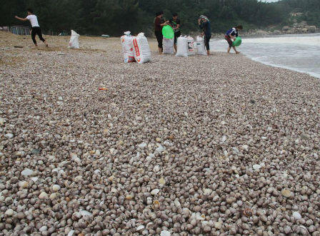 Hà Tĩnh: Người dân vui mừng vì “được mùa” sò lông