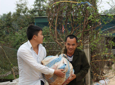 Đào Hà Tĩnh nhộn nhịp xuống phố khoe sắc