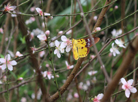 Đào Hà Tĩnh nhộn nhịp xuống phố khoe sắc