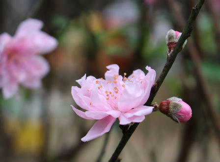 Đào Hà Tĩnh nhộn nhịp xuống phố khoe sắc