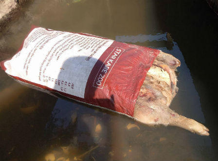 Hà Tĩnh: Kinh hoàng cảnh hàng chục xác lợn thối rửa trôi về chất đầy làng