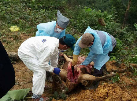 Hà Tĩnh: Điều tra nguyên nhân bò của người dân bỗng nhiên chết hàng loạt