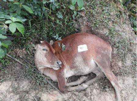 Hà Tĩnh: Điều tra nguyên nhân bò của người dân bỗng nhiên chết hàng loạt