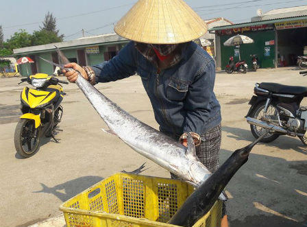 Hà Tĩnh: Tàu cá vỏ sắt ra khơi trúng hơn 2 tấn cá thu