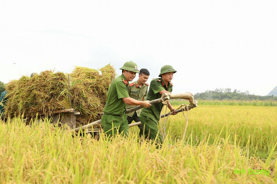 Hà Tĩnh: Công an giúp người dân gặt lúa tránh “siêu bão“