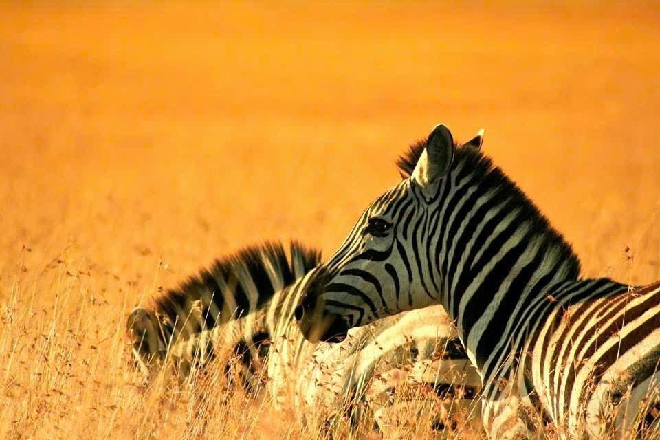 Bạn biết gì về Châu Phi?