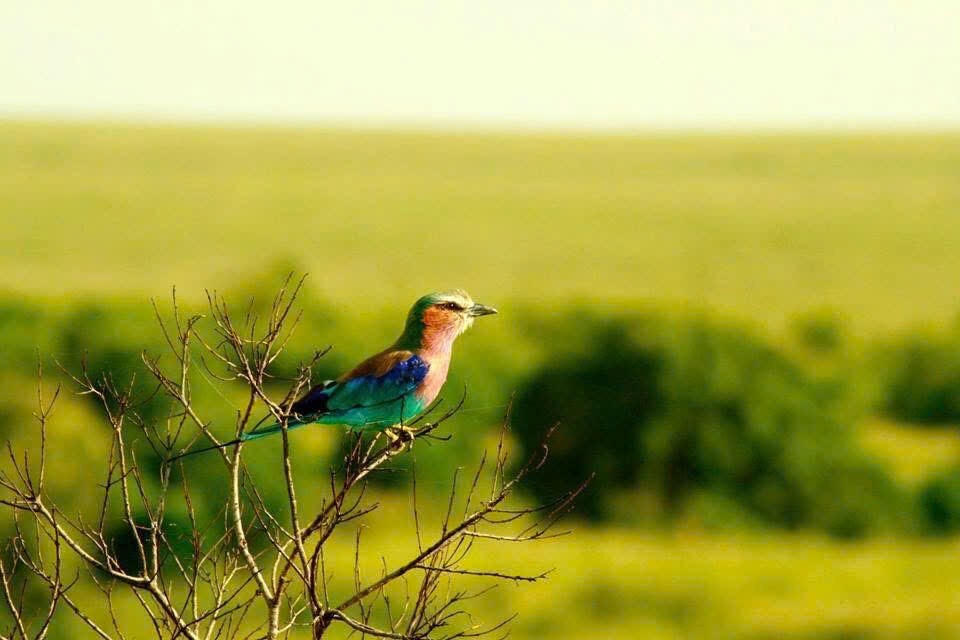 Bạn biết gì về Châu Phi?