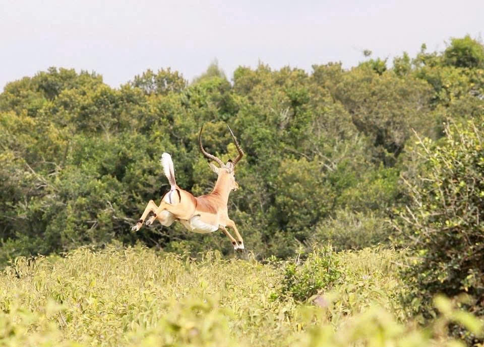 Bạn biết gì về Châu Phi?