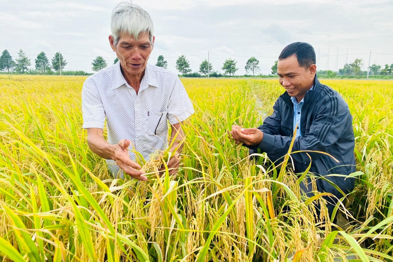 Bàn giải pháp đẩy mạnh liên kết hướng tới 1 triệu ha lúa chất lượng cao tại Hậu Giang