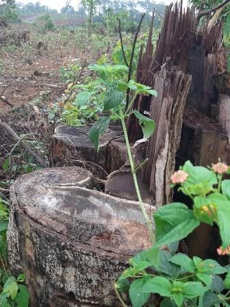 Kon Plông (Kon Tum): Bao nhiêu rừng tự nhiên đã bị đốn hạ cho các dự án kém hiệu quả? 