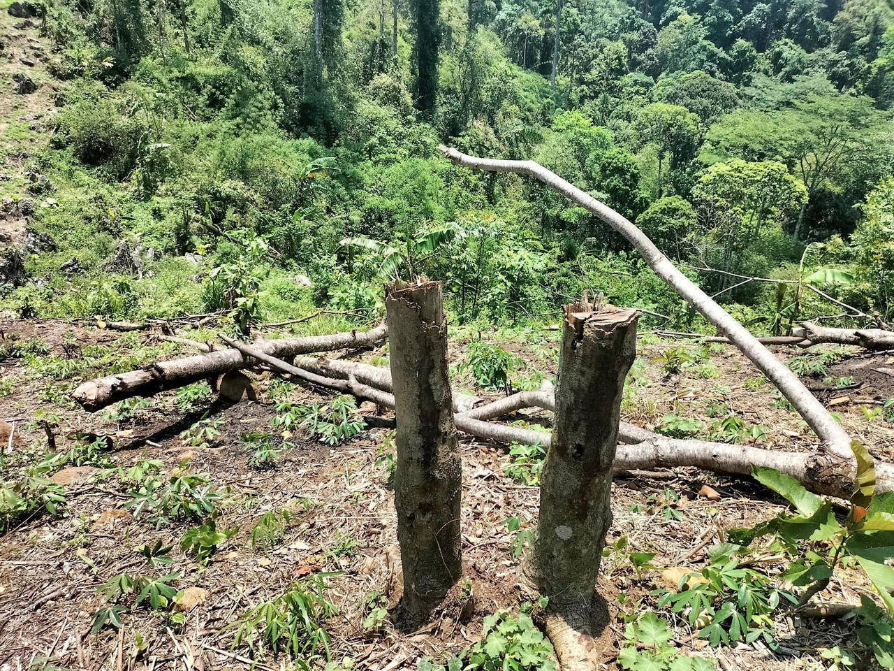 Khởi tố 2 đối tượng hủy hoại rừng ở Vườn Quốc gia Xuân Sơn