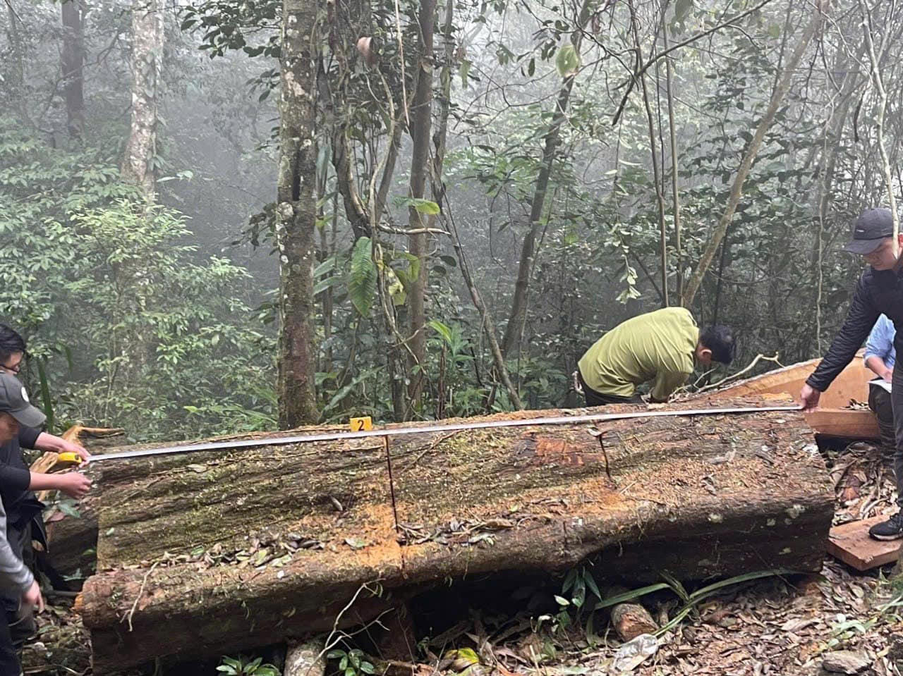 Bắt tạm giam 7 đối tượng chặt phá rừng trái phép tại Vườn Quốc gia Xuân Sơn