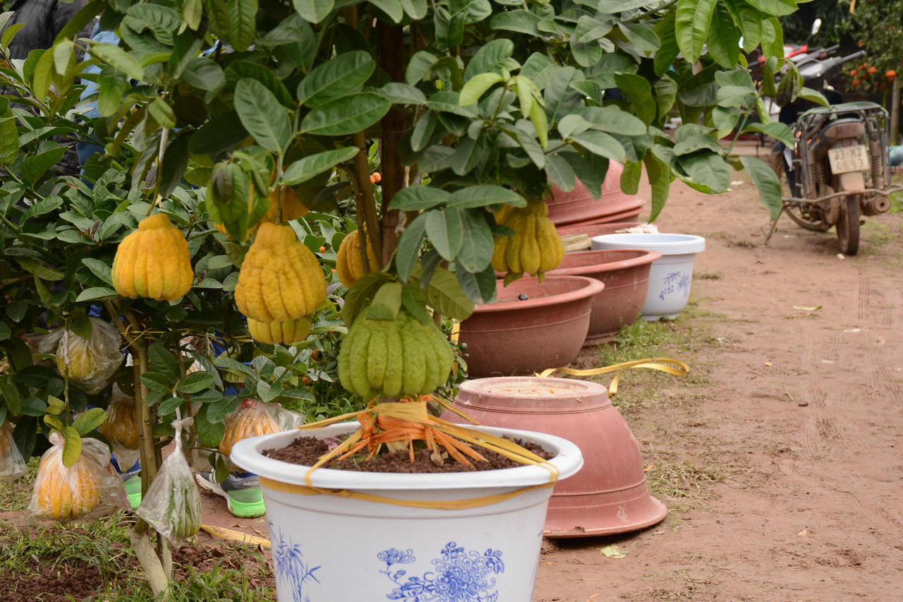 Phật thủ bonsai “cháy hàng” những ngày áp Tết
