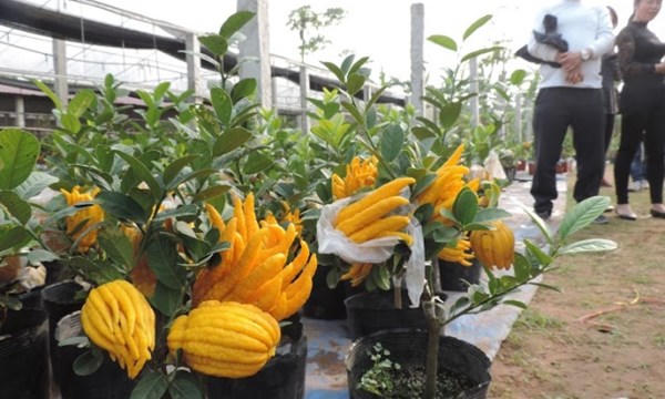 Phật thủ bonsai “cháy hàng” những ngày áp Tết