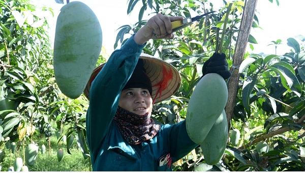 Tìm lối không để dịch COVID-19 "giữ chân" nông sản