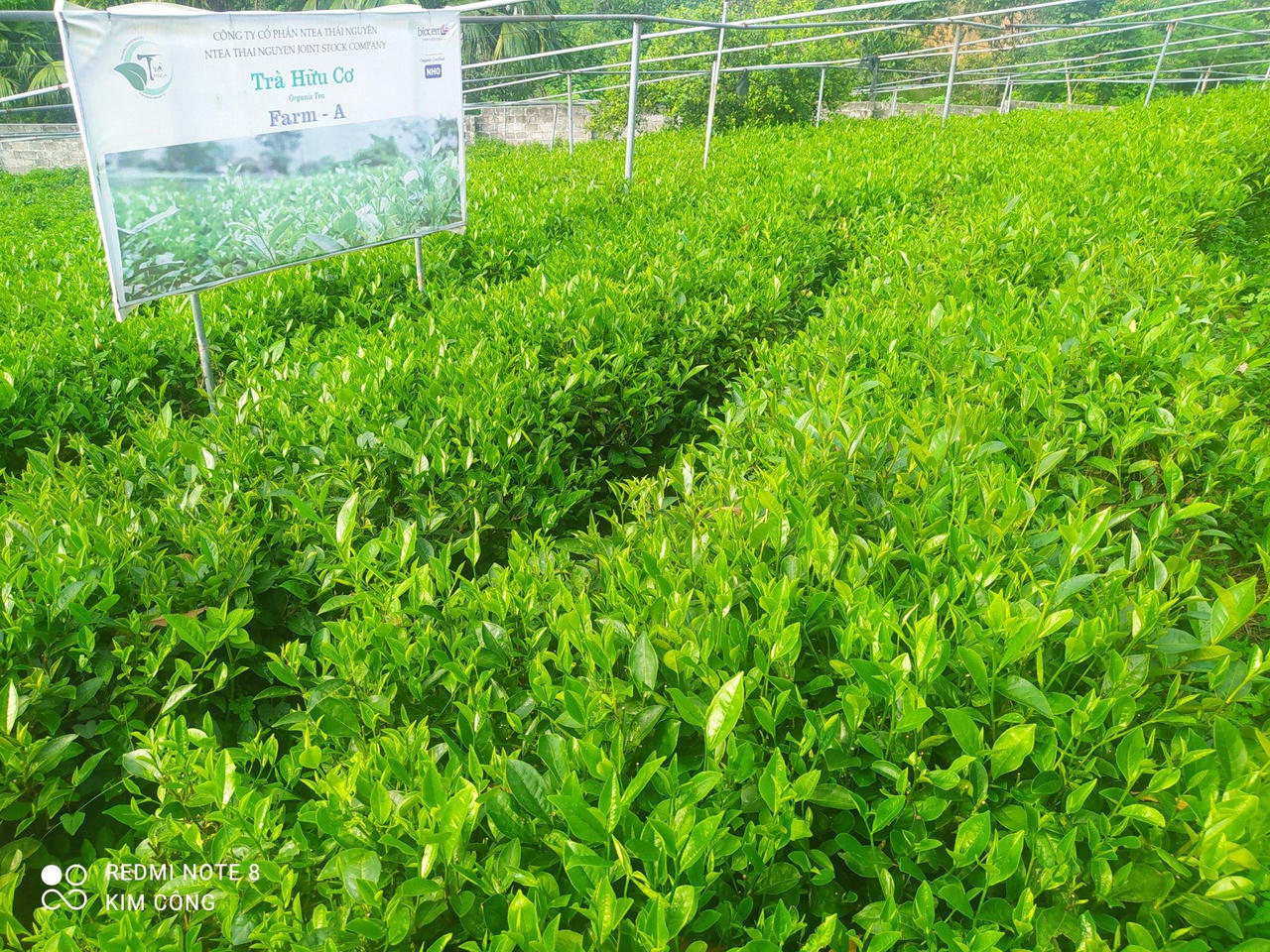 Doanh nhân trẻ Nguyễn Kim Cường: Người đưa lá chè Việt vươn tới “Đại dương xanh”