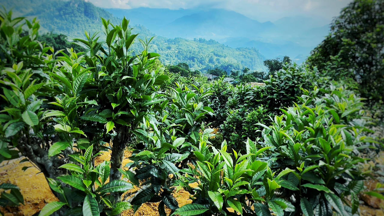 Đào Đức Hiếu – Người mang thương hiệu chè Suối Giàng “bay xa”